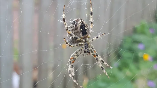 Selective Focus Shot Spider Walking Web — Stock Photo, Image