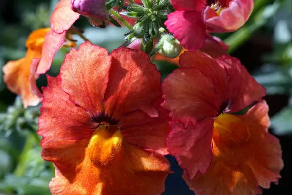 Ένα Κοντινό Πλάνο Ενός Πορτοκαλί Όμορφου Λουλουδιού — Φωτογραφία Αρχείου