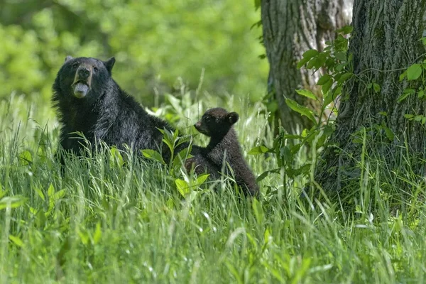 Een Grote Een Kleine Beer Die Samen Spelen Een Bos — Stockfoto