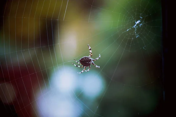 Closeup Shot Spider Striped Legs Spinning Web Blurry Greenery Background — Stock Photo, Image