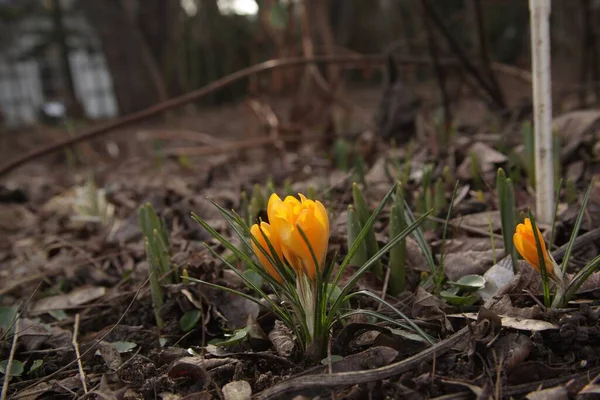 Een Prachtige Gele Voorjaar Krokus Bloemen Een Tuin — Stockfoto