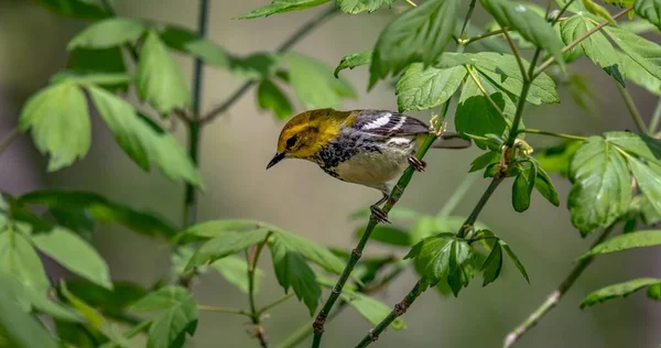 Warbler Zielony Setophaga Virens Wystrzelony Promenady Podczas Wiosennej Migracji Magee — Zdjęcie stockowe