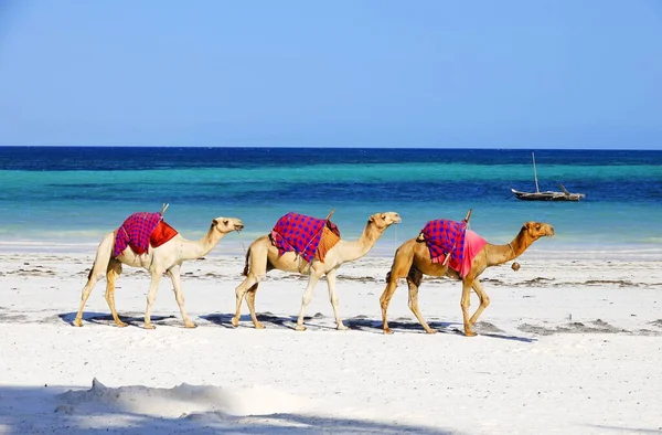 Três Camelos Caminhando Atrás Outro Diani Beach Quênia — Fotografia de Stock