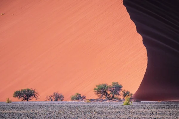 Viele Büsche Und Sanddünen Der Wüste Namibia Namibia — Stockfoto