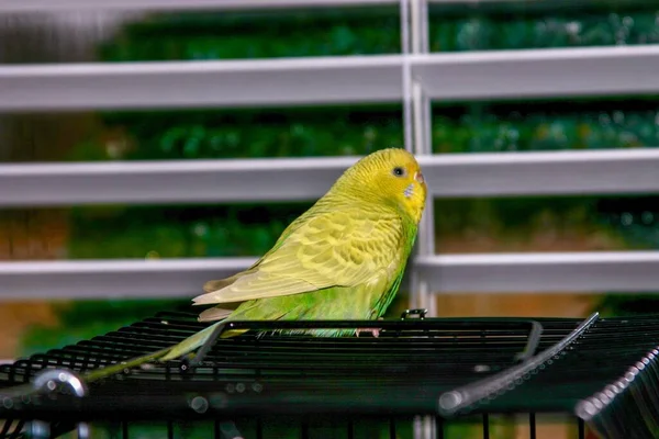 Canarino Giallo Siede Sulla Cima Della Sua Gabbia — Foto Stock