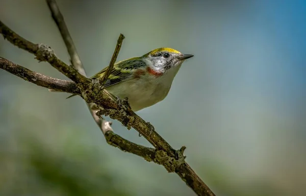 Warbler Kasztanowca Zestrzelony Promenady Podczas Wiosennej Migracji Magee Marsh Wildlife — Zdjęcie stockowe