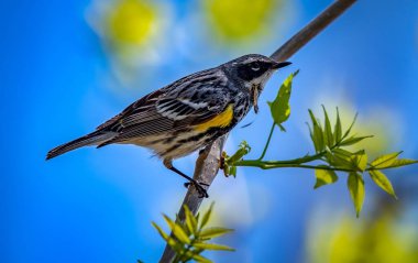 Yellow Rumped Warbler shot off the Boardwalk during Spring migration at Magee Marsh Wildlife Area in Oak Harbor, Oh clipart