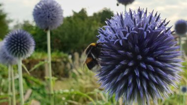 A closeup shot of a bee on the Echinops flower clipart