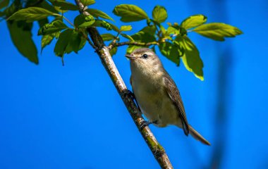 Warbling Vireo shot off the Boardwalk during Spring migration at Magee Marsh Wildlife Area in Oak Harbor, Oh clipart