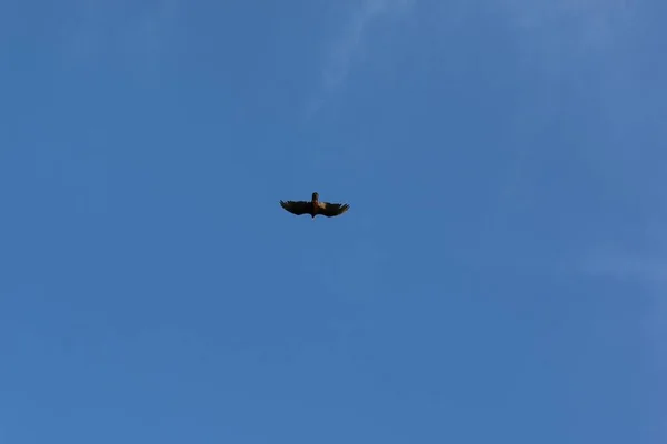 Eine Flache Aufnahme Eines Falken Der Hoch Oben Auf Blauem — Stockfoto
