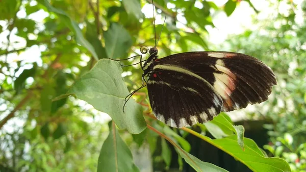 Tiro Closeup Bonito Uma Borboleta Folhas Com Galhos Árvore Fundo — Fotografia de Stock