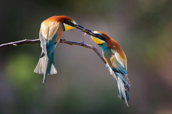 Closeup Two Bee Eaters Eating Bee Sunlight Blurry Background — Stock Photo, Image