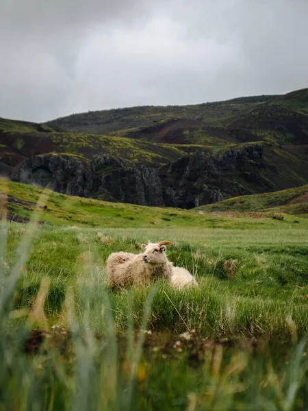 Dos Ovejas Caminando Pastando Los Campos Herbáceos Islandia —  Fotos de Stock