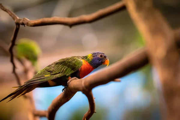 Close Tiro Foco Seletivo Papagaio Tropical Sentado Galho Árvore Olhando — Fotografia de Stock