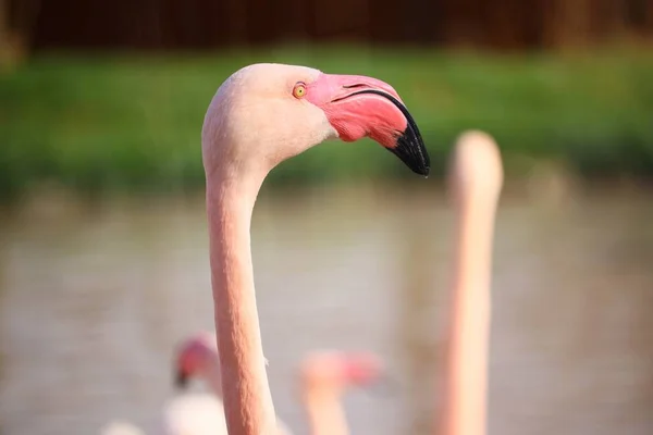 Egy Közelkép Egy Rózsaszín Flamingó Fejéről Víz Előtt — Stock Fotó