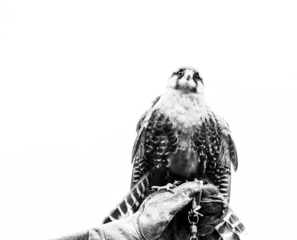 Nahaufnahme Eines Adlers Mit Weißem Hintergrund — Stockfoto