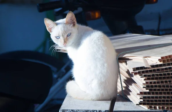 White Cat Sitting While Looking Back Camera — Stock Photo, Image