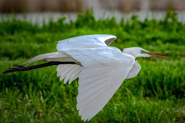 Grande Egret Disparou Sobre Passeio Marítimo Durante Migração Primavera Área — Fotografia de Stock
