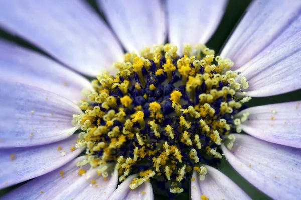 Primer Plano Una Hermosa Flor Púrpura — Foto de Stock