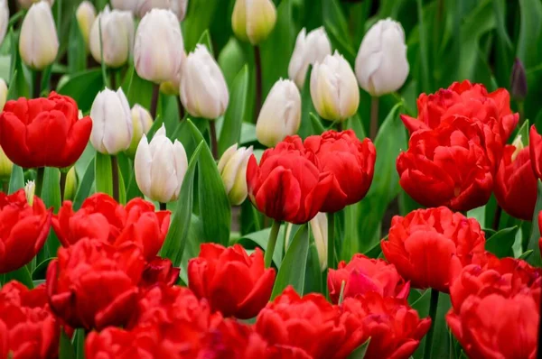 Beau Cliché Des Tulipes Blanches Rouges Sur Terrain Par Une — Photo