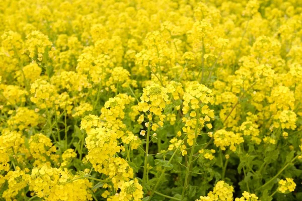 Muchas Flores Amarillas Creciendo Una Lado Otra Durante Día —  Fotos de Stock