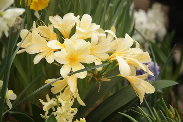 Massa Vackra Gula Narcissus Blomma Trädgård — Stockfoto