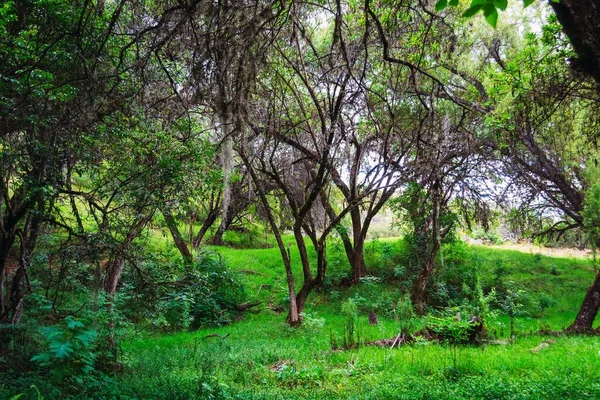 Hermoso Tiro Hierba Verde Árboles Bosque — Foto de Stock