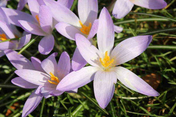 Güneşli Bir Günde Bahçede Mor Renkli Bahar Çiçeğinin Yakın Çekimi — Stok fotoğraf