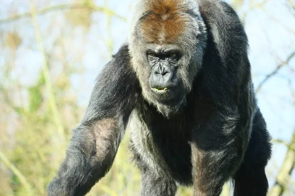 Een Close Opname Van Een Zwarte Gorilla Omringd Door Bomen — Stockfoto