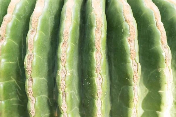 Een Close Shot Van Een Groene Cactus Plant Met Doornen — Stockfoto