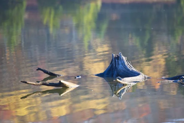 Gyönyörű Tükröződése Őszi Fák Lucfenyő Knob Lake Bomló Csonk Monongahela — Stock Fotó
