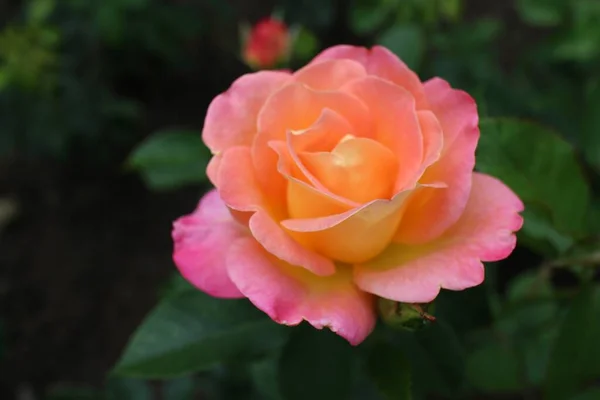 Zbliżenie Ogrodowej Róży Otoczone Zielenią Pod Słońcem Rozmytym Tłem — Zdjęcie stockowe