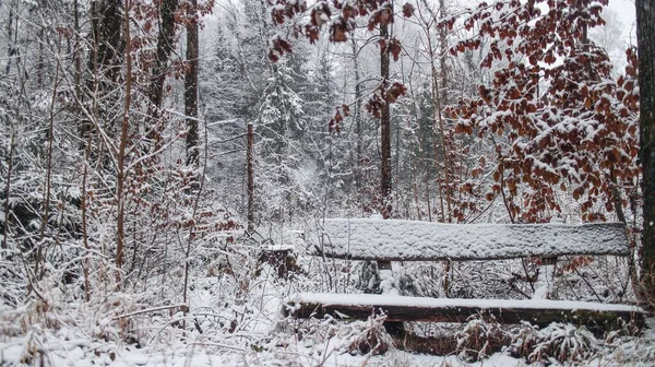 Old Wooden Bench Surrounded Trees Bushes Covered Snow Daytime — Stock Photo, Image