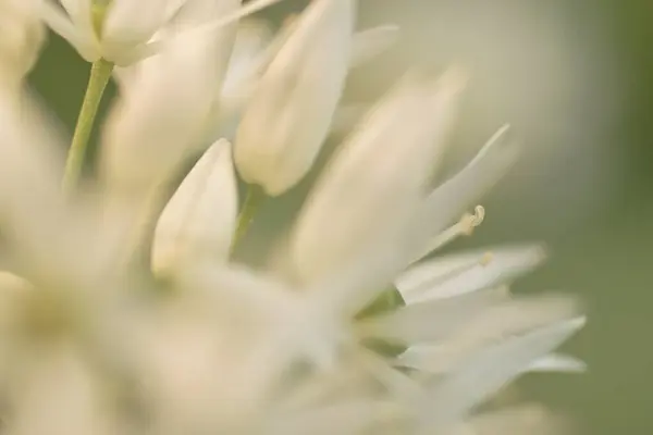 Primer Plano Ramson Flor Blanca Durante Día —  Fotos de Stock