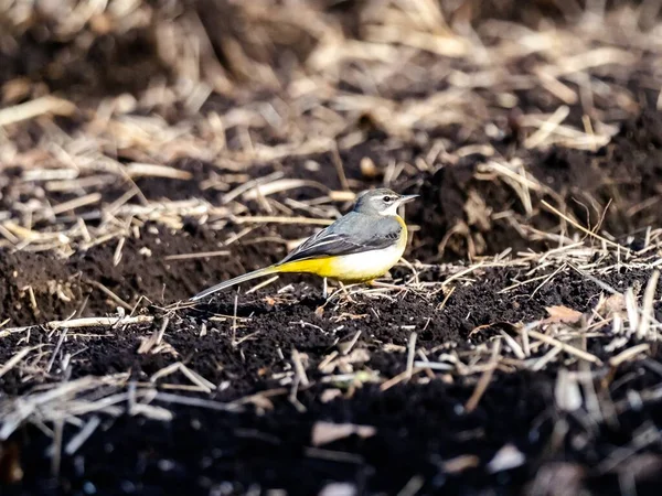 Hermoso Tiro Lindo Pájaro Wagtail Gris Suelo Campo Japón — Foto de Stock