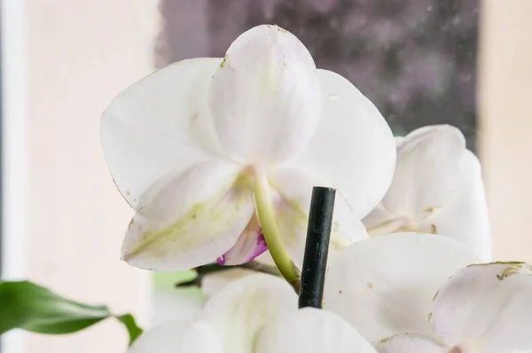 Крупним Планом Знімок Красивих Білих Орхідей Розмитим Тлом — стокове фото