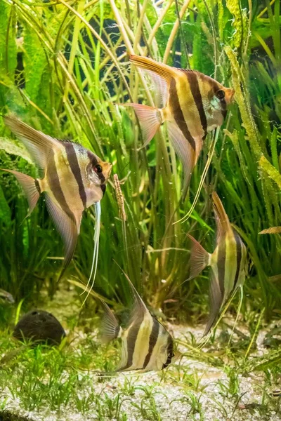 Подводный Кадр Altum Angelfish Алгеи — стоковое фото