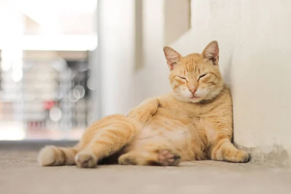 Gatto Con Una Pelliccia Strisce Marrone Chiaro Davanti Una Parete — Foto Stock