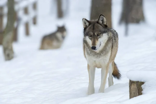 Ein Wolf Schneebedeckten Wald Unter Dem Sonnenlicht Mit Verschwommenem Hintergrund — Stockfoto