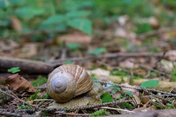 Tiro Close Caracol Chão Coberto Com Monte Folhas Secas — Fotografia de Stock