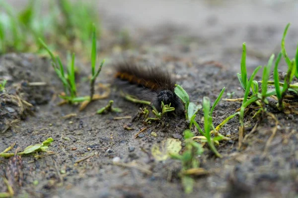 Closeup Shot Hairy Caterpillar Ground — Stock Photo, Image
