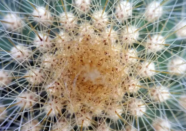 Primer Plano Cactus Con Agujas Durante Día —  Fotos de Stock