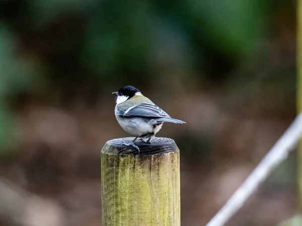 Hermoso Tiro Pájaro Teta Japonés Pie Sobre Una Tabla Madera — Foto de Stock