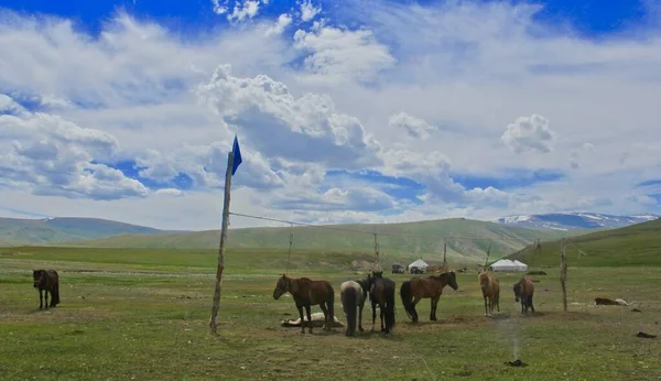 在长满青草的山上 一匹美丽的黑马和一匹棕色的马 — 图库照片