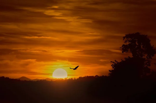 Silhuetas Árvores Pássaros Sob Céu Nublado Durante Pôr Sol Noite — Fotografia de Stock