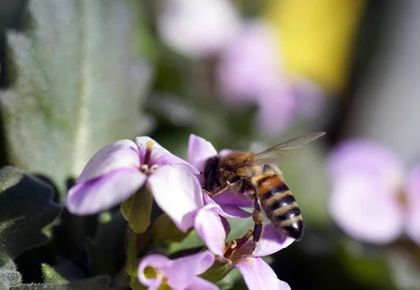 Bir Çiçeğin Üzerinde Oturan Bir Arının Yakın Plan Çekimi — Stok fotoğraf