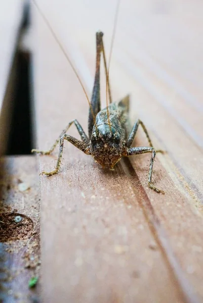 Vertical Selective Focus Shot Cricket Missing Leg Wooden Surface — Stock Photo, Image