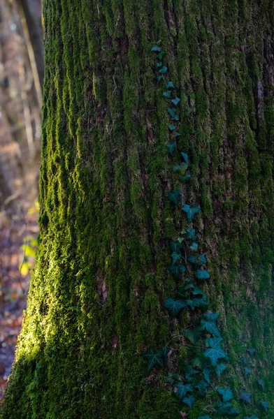 Κάθετη Λήψη Πράσινων Βρύων Που Φυτρώνουν Κορμό Δέντρου Στο Δασικό — Φωτογραφία Αρχείου
