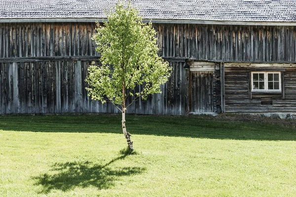 Ένα Μικρό Δέντρο Κοντά Ένα Παλιό Ξύλινο Σπίτι Και Ένα — Φωτογραφία Αρχείου