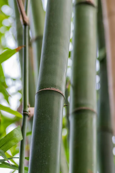 Tiro Vertical Uma Árvore Bambu Com Fundo Borrado — Fotografia de Stock